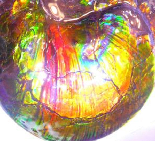 Amazing "Mama and Baby"  Placenticeras Ammonite Costatum.