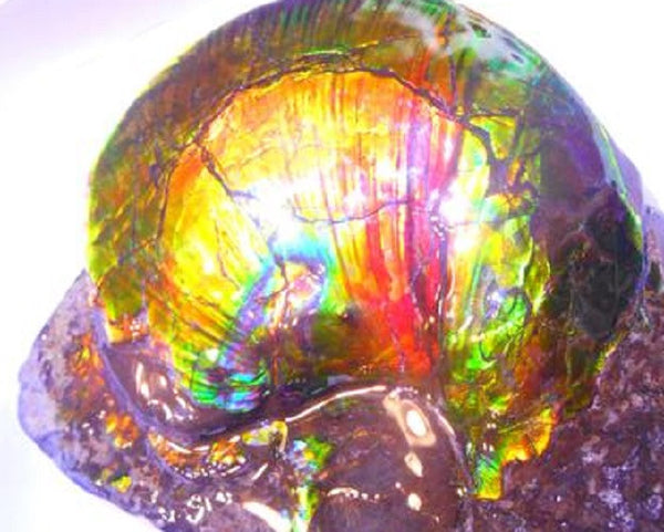 Amazing "Mama and Baby"  Placenticeras Ammonite Costatum.