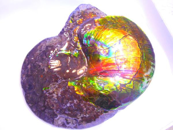 Amazing "Mama and Baby"  Placenticeras Ammonite Costatum.