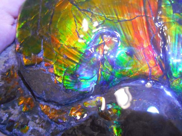 Amazing "Mama and Baby"  Placenticeras Ammonite Costatum.