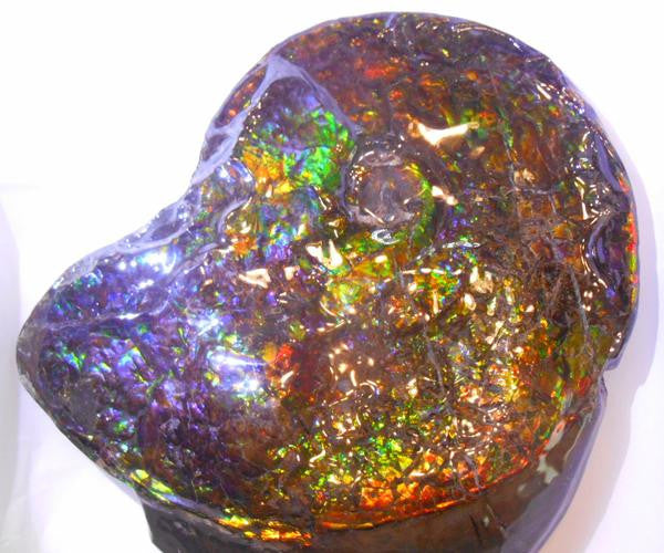 Amazing "Mama and Baby"  Placenticeras Ammonite Costatum.