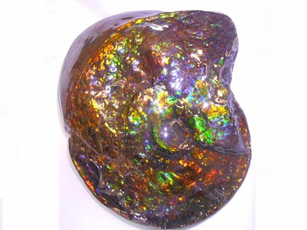 Amazing "Mama and Baby"  Placenticeras Ammonite Costatum.