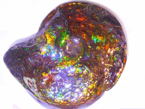 Amazing "Mama and Baby"  Placenticeras Ammonite Costatum.