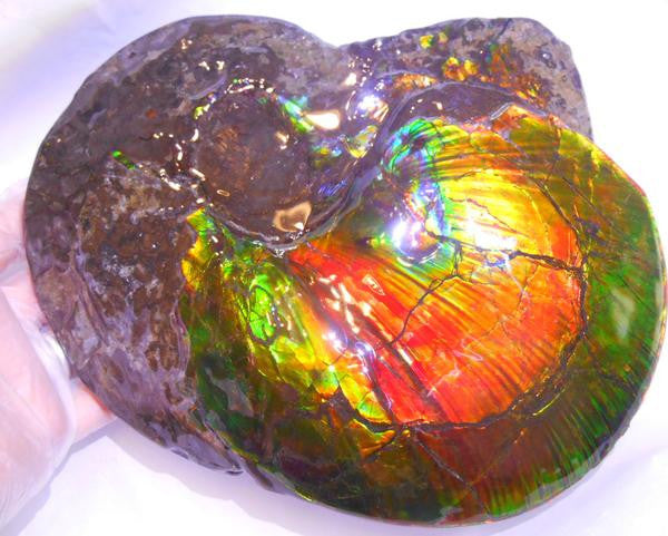 Amazing "Mama and Baby"  Placenticeras Ammonite Costatum.