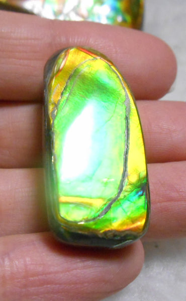 32 x 15 mm Natural  Free Form . FFN 231  Ammolite   ナチュラル　ルース　アンモライト フリーフォーム