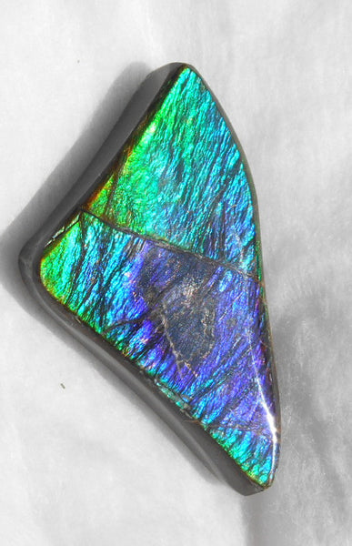 Large 50 x 28 mm Natural  Free Form . FFN 243  Ammolite   ナチュラル　ルース　アンモライト フリーフォーム