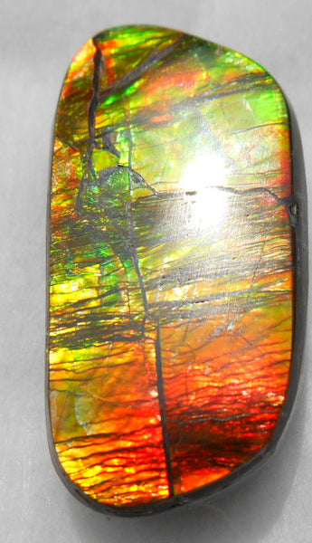 33 x 15 mm Natural  Free Form . FFN 246  Ammolite   ナチュラル　ルース　アンモライト フリーフォーム