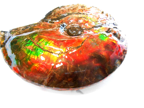 Ammonite Fossil - Placenticeras Interclare　Ammolite　 アンモナイト 完全体　プラセンティセラス　インターカラレ　アンモライト　両面ダブル