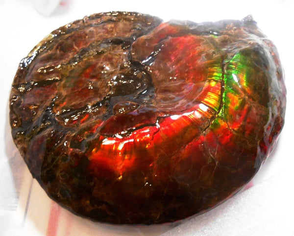 Ammonite Fossil - Placenticeras Interclare　Ammolite　 アンモナイト 完全体　プラセンティセラス　インターカラレ　アンモライト　両面ダブル