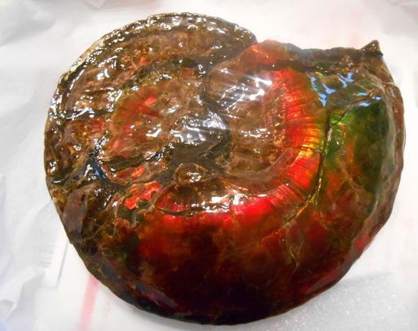 Ammonite Fossil - Placenticeras Interclare　Ammolite　 アンモナイト 完全体　プラセンティセラス　インターカラレ　アンモライト　両面ダブル
