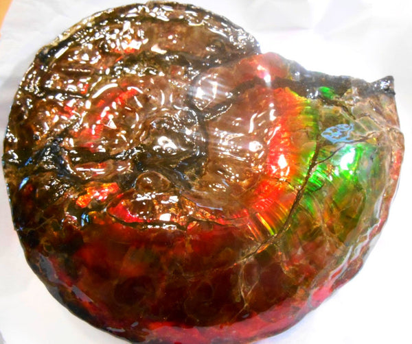 Ammonite Fossil - Placenticeras Interclare　Ammolite　 アンモナイト 完全体　プラセンティセラス　インターカラレ　アンモライト　両面ダブル