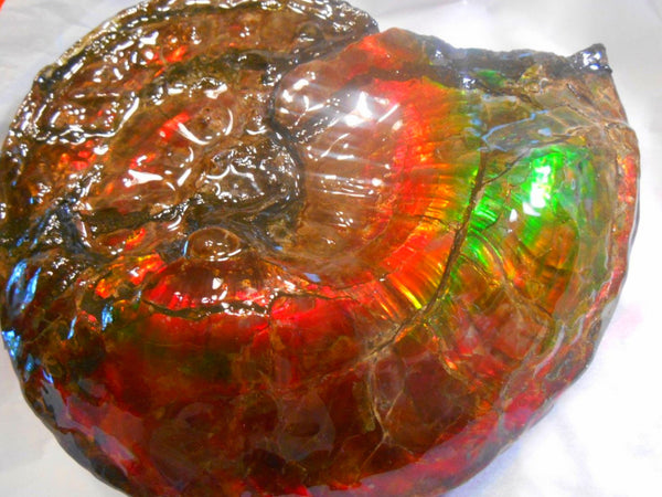 Ammonite Fossil - Placenticeras Interclare　Ammolite　 アンモナイト 完全体　プラセンティセラス　インターカラレ　アンモライト　両面ダブル