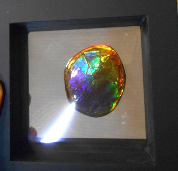 41 x 35 mm  Gorgeous Colors COLLECTOR STONE  CS-106 Ammolite コレクターストーン　アンモライト