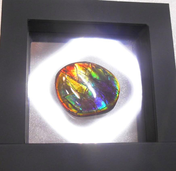 41 x 35 mm  Gorgeous Colors COLLECTOR STONE  CS-106 Ammolite コレクターストーン　アンモライト