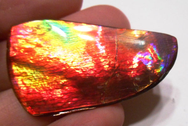 41 x 35 mm  Gorgeous Colors COLLECTOR STONE  CS-106 Ammolite コレクターストーン　アンモライト