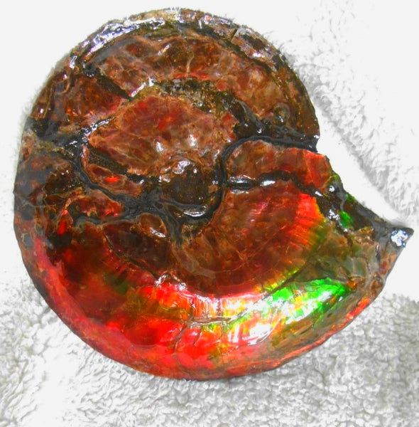 Ammonite Fossil - Placenticeras Interclare　Ammolite　 アンモナイト 完全体　プラセンティセラス　インターカラレ　アンモライト　両面ダブル