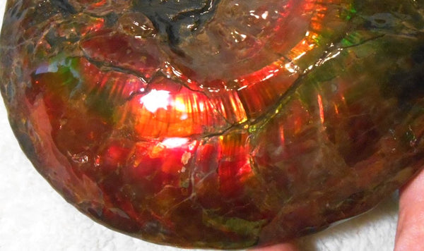 Ammonite Fossil - Placenticeras Interclare　Ammolite　 アンモナイト 完全体　プラセンティセラス　インターカラレ　アンモライト　両面ダブル