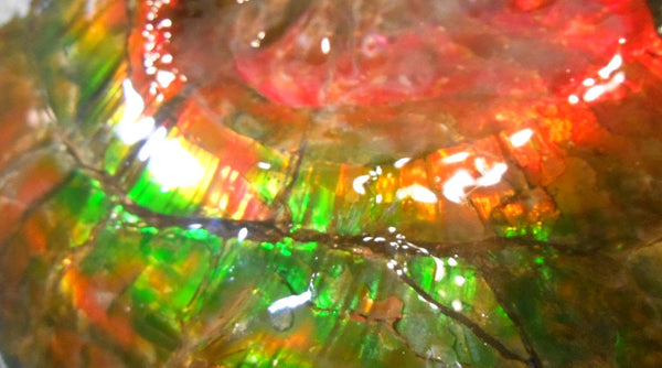 Ammonite Fossil - Placenticeras Interclare　Ammolite　 アンモナイト 完全体　プラセンティセラス　インターカラレ　アンモライト　両面ダブル