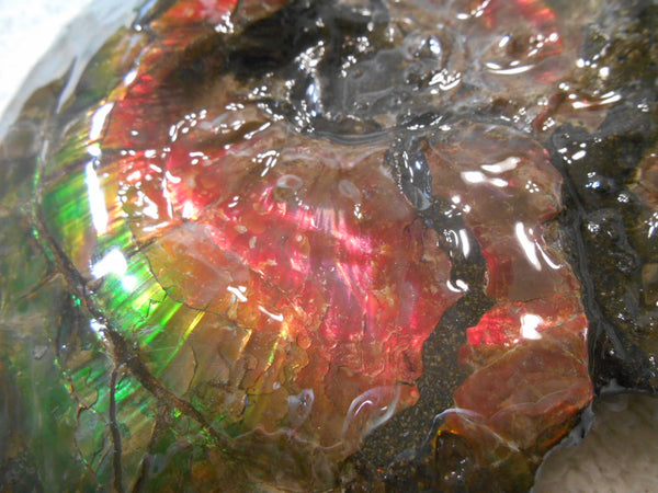 Ammonite Fossil - Placenticeras Interclare　Ammolite　 アンモナイト 完全体　プラセンティセラス　インターカラレ　アンモライト　両面ダブル