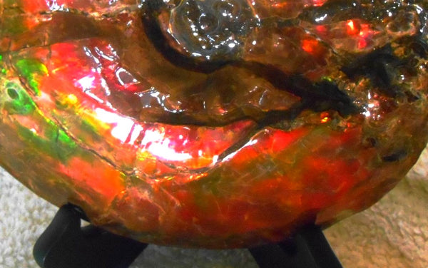 Ammonite Fossil - Placenticeras Interclare　Ammolite　 アンモナイト 完全体　プラセンティセラス　インターカラレ　アンモライト　両面ダブル