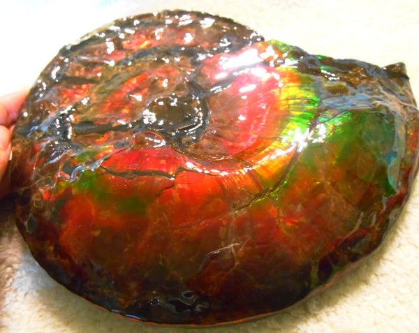 Ammonite Fossil - Placenticeras Interclare　Ammolite　 アンモナイト 完全体　プラセンティセラス　インターカラレ　アンモライト　両面ダブル