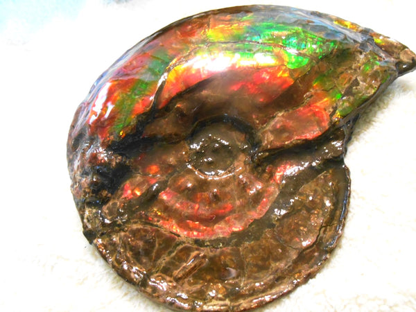 Ammonite Fossil - Placenticeras Interclare　Ammolite　 アンモナイト 完全体　プラセンティセラス　インターカラレ　アンモライト　両面ダブル