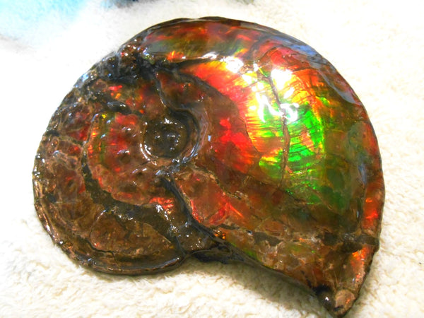 Ammonite Fossil - Placenticeras Interclare　Ammolite　 アンモナイト 完全体　プラセンティセラス　インターカラレ　アンモライト　両面ダブル
