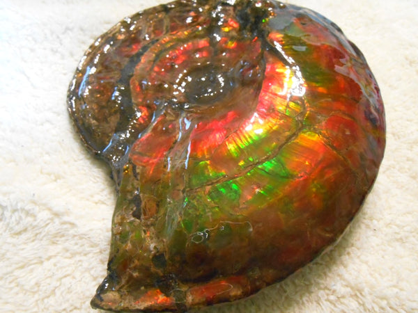 Ammonite Fossil - Placenticeras Interclare　Ammolite　 アンモナイト 完全体　プラセンティセラス　インターカラレ　アンモライト　両面ダブル