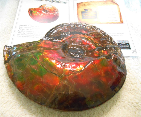 Ammonite Fossil - Placenticeras Interclare　Ammolite　 アンモナイト 完全体　プラセンティセラス　インターカラレ　アンモライト　両面ダブル