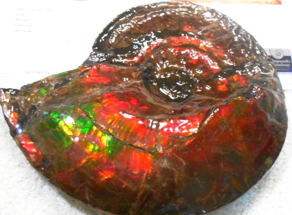 Ammonite Fossil - Placenticeras Interclare　Ammolite　 アンモナイト 完全体　プラセンティセラス　インターカラレ　アンモライト　両面ダブル