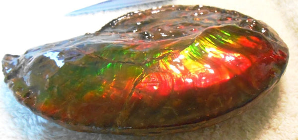 Ammonite Fossil - Placenticeras Interclare　Ammolite　 アンモナイト 完全体　プラセンティセラス　インターカラレ　アンモライト　両面ダブル
