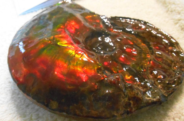 Ammonite Fossil - Placenticeras Interclare　Ammolite　 アンモナイト 完全体　プラセンティセラス　インターカラレ　アンモライト　両面ダブル