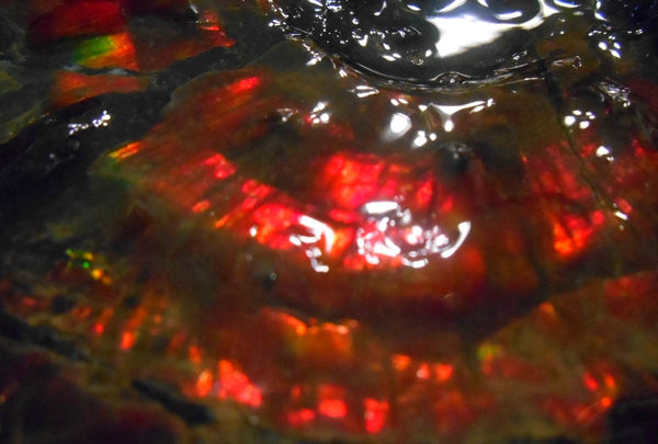 Ammonite Fossil - Placenticeras Interclare　Ammolite　 アンモナイト 完全体　プラセンティセラス　インターカラレ　アンモライト　両面ダブル