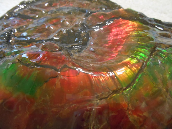 Ammonite Fossil - Placenticeras Interclare　Ammolite　 アンモナイト 完全体　プラセンティセラス　インターカラレ　アンモライト　両面ダブル