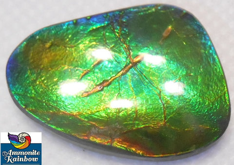 SALE! 30% OFF !  33 x 24　mm - Natural Free Form FFN 178  Ammolite Color Changer ナチュラル　ルース　アンモライト フリーフォーム