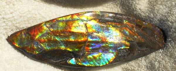 Make An Offer! 交渉あり☆AAA Double-Sided HUGE  Premium Rare Gorgeous Colors COLLECTOR Section Piece  256 x 82 mm　Natural Ammolite - Feng Shui CS-108 ダブル 超大型両面 ナチュラル　コレクション　ディスプレイピース