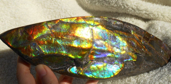 Make An Offer! 交渉あり☆AAA Double-Sided HUGE  Premium Rare Gorgeous Colors COLLECTOR Section Piece  256 x 82 mm　Natural Ammolite - Feng Shui CS-108 ダブル 超大型両面 ナチュラル　コレクション　ディスプレイピース