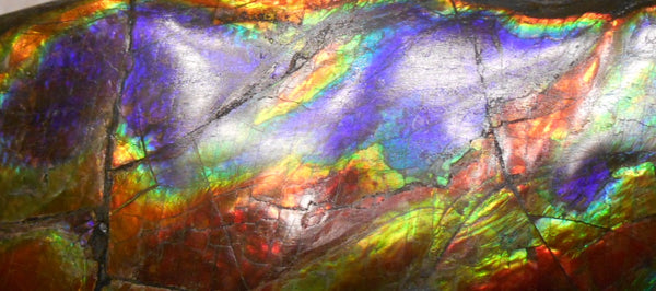 Make An Offer! 交渉あり☆AAA Double-Sided HUGE  Premium Rare Gorgeous Colors COLLECTOR Section Piece  256 x 82 mm　Natural Ammolite - Feng Shui CS-108 ダブル 超大型両面 ナチュラル　コレクション　ディスプレイピース