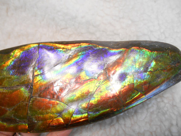 Make An Offer! 交渉あり☆AAA Double-Sided HUGE  Premium Rare Gorgeous Colors COLLECTOR Section Piece  256 x 82 mm　Natural Ammolite - Feng Shui CS-108 ダブル 超大型両面 ナチュラル　コレクション　ディスプレイピース