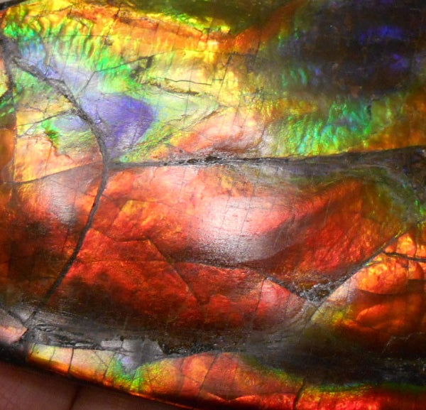Make An Offer! 交渉あり☆AAA Double-Sided HUGE  Premium Rare Gorgeous Colors COLLECTOR Section Piece  256 x 82 mm　Natural Ammolite - Feng Shui CS-108 ダブル 超大型両面 ナチュラル　コレクション　ディスプレイピース