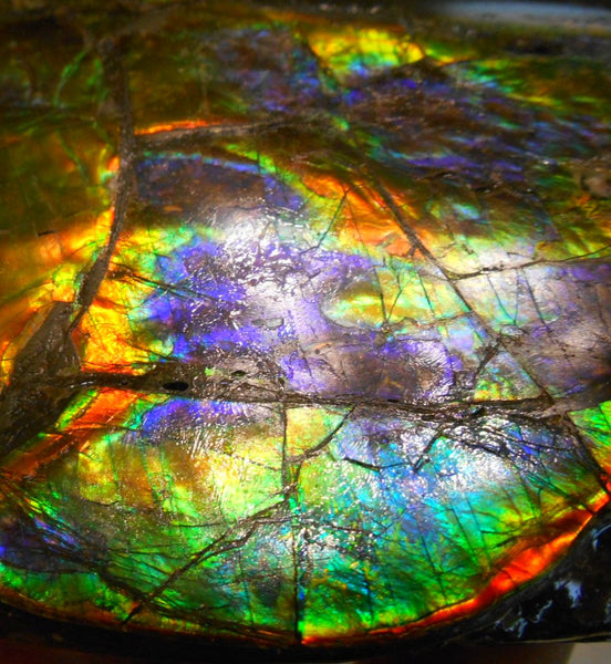 Make An Offer! 交渉あり☆AAA Double-Sided HUGE  Premium Rare Gorgeous Colors COLLECTOR Section Piece  256 x 82 mm　Natural Ammolite - Feng Shui CS-108 ダブル 超大型両面 ナチュラル　コレクション　ディスプレイピース