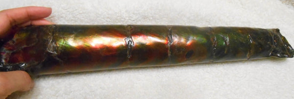 340 x 60  x 45mm Canadian Ammolite Bacculite Fossil カナディアン　バキュライト　アンモライト Baculite