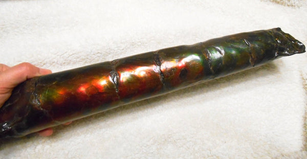 340 x 60  x 45mm Canadian Ammolite Bacculite Fossil カナディアン　バキュライト　アンモライト Baculite