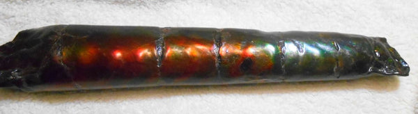 340 x 60  x 45mm Canadian Ammolite Bacculite Fossil カナディアン　バキュライト　アンモライト Baculite