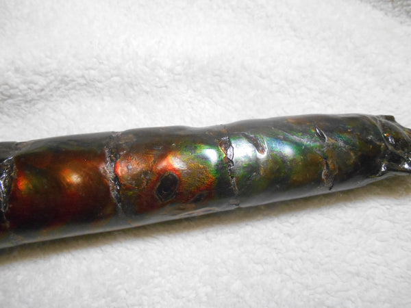 340 x 60  x 45mm Canadian Ammolite Bacculite Fossil カナディアン　バキュライト　アンモライト Baculite