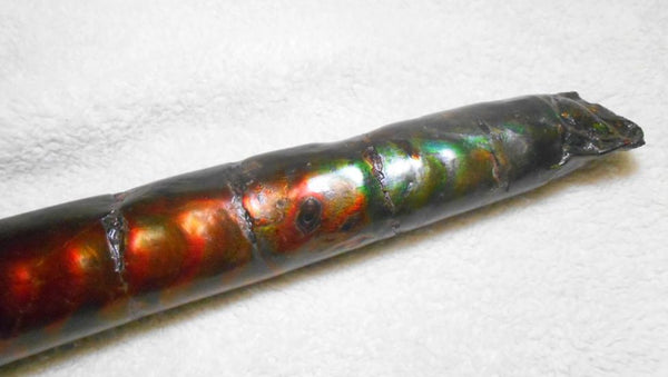 340 x 60  x 45mm Canadian Ammolite Bacculite Fossil カナディアン　バキュライト　アンモライト Baculite