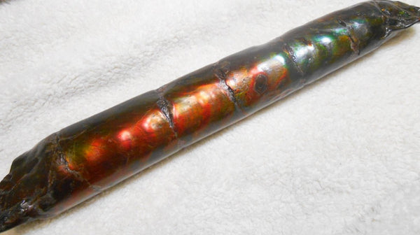 340 x 60  x 45mm Canadian Ammolite Bacculite Fossil カナディアン　バキュライト　アンモライト Baculite