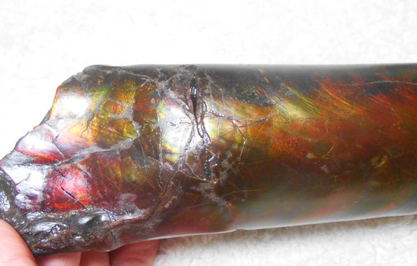 340 x 60  x 45mm Canadian Ammolite Bacculite Fossil カナディアン　バキュライト　アンモライト Baculite