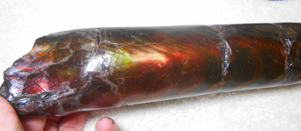 340 x 60  x 45mm Canadian Ammolite Bacculite Fossil カナディアン　バキュライト　アンモライト Baculite