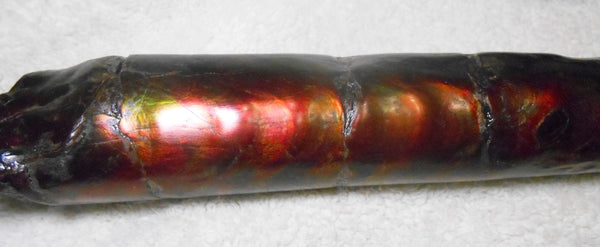 340 x 60  x 45mm Canadian Ammolite Bacculite Fossil カナディアン　バキュライト　アンモライト Baculite